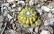 Anteprima di Discocactus boliviensis
