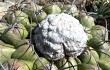 Preview photo Discocactus boliviensis