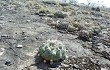 Anteprima di Discocactus boliviensis