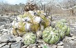 Preview photo Discocactus boliviensis