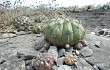 Anteprima di Discocactus boliviensis