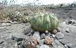 Preview photo Discocactus boliviensis