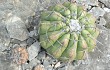 Preview photo Discocactus boliviensis