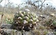 Preview photo Discocactus boliviensis