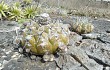 Anteprima di Discocactus boliviensis