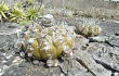 Preview photo Discocactus boliviensis