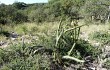 Vista previa de Echinopsis pomanensis