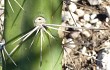 Preview photo Echinopsis pomanensis