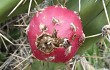 Vista previa de Echinopsis pomanensis