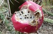 Anteprima di Echinopsis pomanensis