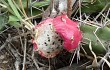 Preview photo Echinopsis pomanensis