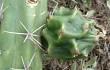 Anteprima di Echinopsis pomanensis