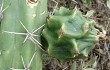 Preview photo Echinopsis pomanensis