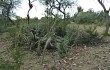 Preview photo Echinopsis pomanensis