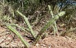 Anteprima di Echinopsis pomanensis