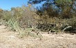 Vista previa de Echinopsis pomanensis