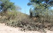 Preview photo Echinopsis pomanensis