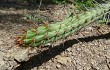 Anteprima di Echinopsis pomanensis