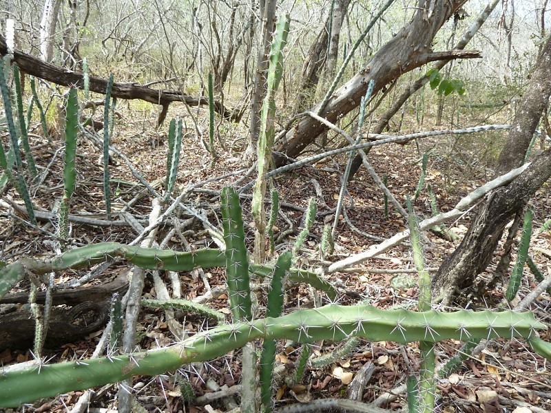 Photograph Echinopsis balansae in habitat