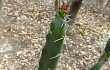 Preview photo Echinopsis balansae