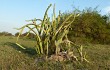 Vista previa de Echinopsis balansae