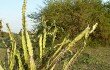 Preview photo Echinopsis balansae