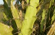 Preview photo Echinopsis balansae