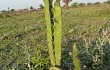 Preview photo Echinopsis balansae