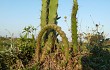 Vista previa de Echinopsis balansae