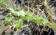 Vista previa de Opuntia aurantiaca