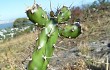 Preview photo Opuntia aurantiaca