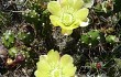 Anteprima di Opuntia aurantiaca