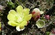 Anteprima di Opuntia aurantiaca