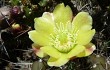 Preview photo Opuntia aurantiaca