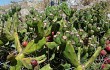 Preview photo Opuntia aurantiaca