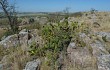 Anteprima di Opuntia aurantiaca