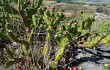 Vista previa de Opuntia aurantiaca