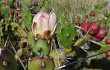 Vista previa de Opuntia aurantiaca