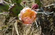 Anteprima di Opuntia aurantiaca