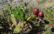 Vista previa de Opuntia aurantiaca