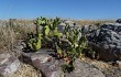 Preview photo Opuntia aurantiaca