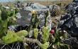 Anteprima di Opuntia aurantiaca