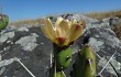 Vista previa de Opuntia aurantiaca