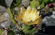 Preview photo Opuntia aurantiaca