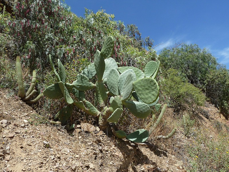 Fotografía de Opuntia ficus-indica in habitat