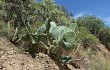 Preview photo Opuntia ficus-indica