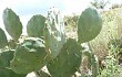 Preview photo Opuntia megapotamica