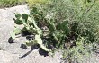 Anteprima di Opuntia megapotamica