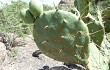 Preview photo Opuntia megapotamica