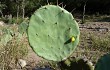 Preview photo Opuntia megapotamica